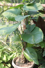Philodendron ferrugineum Croat plant on nursery