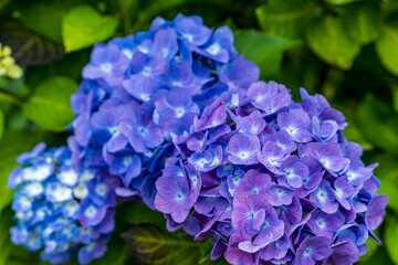 梅雨に咲く紫陽花