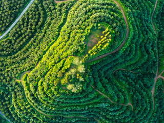 Top view trees green background