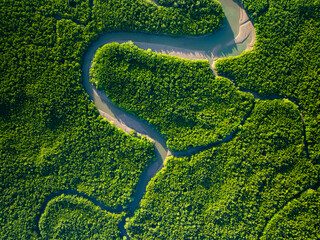 Amazing abundant mangrove forest, Aerial view of forest trees Rainforest ecosystem and healthy...