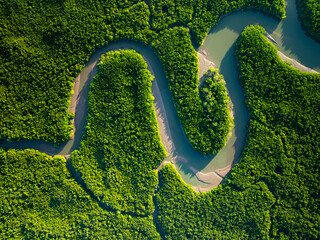 Amazing abundant mangrove forest, Aerial view of forest trees Rainforest ecosystem and healthy...