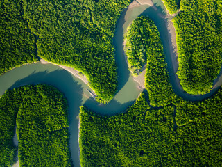 Amazing abundant mangrove forest, Aerial view of forest trees Rainforest ecosystem and healthy...