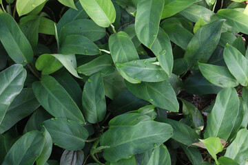 Philodendron Imperial Green plant on bag in nursery © CMYK MAKER