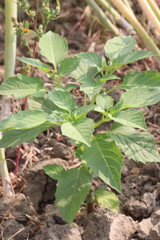 Physalis angulata plant on field