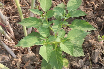 Physalis angulata plant on field