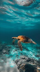 Obraz premium Turtle swimming in the ocean with copy space. World turtle day