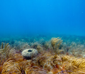 coral reef in ocean
