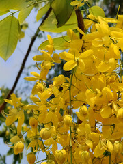 yellow Cassia fistula flowers in the garden