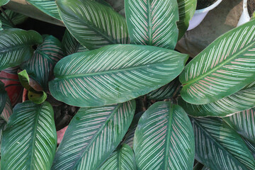 Pin-stripe calathea plant on nursery