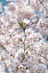 여름이 다가온다