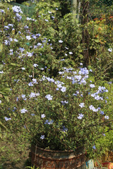 plumbago auriculata flower plant on nursery