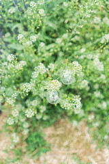 여름이 다가온다