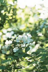 여름이 다가온다