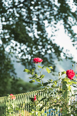 여름이 다가온다