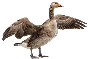 Goose points wing to side standing isolated on white background