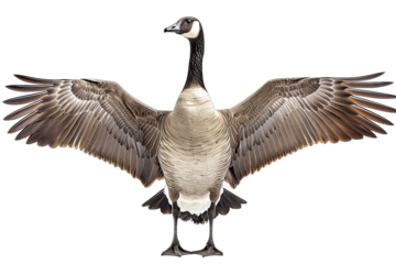 Goose points wing to side standing isolated on white background