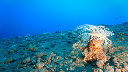 Underwater photo of flower tube anemone on sandy volcanic sand bottom. From a scuba dive in Bali, Indonesia, Asia.