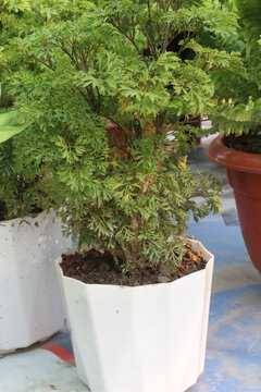polyscias fruticosa bonsai plant on nursery
