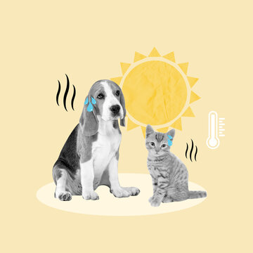 Heat stroke, heat pets, dog, cat, animals, sun, heat, temperature, high temperatures, averages, Celsius, fahrenheit, house, hot, soil, complication, health, veterinarian, water, friends