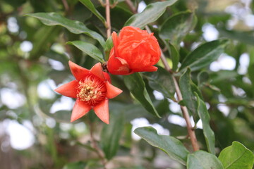 Pomegranate flower on tree in farm for harvest