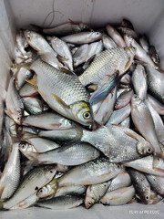 fresh fish in the market