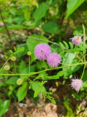 fluffy pink flower 