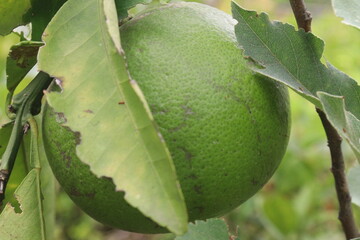 Pomelo on plant in farm for harvest