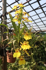 Popcorn Orchid flower plant on nursery