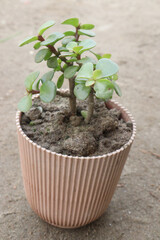 Portulacaria afra plant on nursery for sell