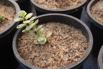 Portulacaria afra plant on nursery for sell