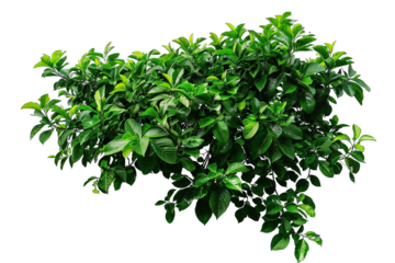 Green tree top leaves isolated on white background