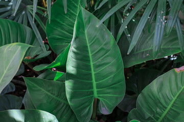 Green leave tropical forest plant. Dark nature background. Curve leaf floral botanical abstract. Environment ecology or greenery wallpaper