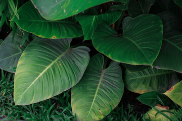 Green leave tropical forest plant. Dark nature background. Curve leaf floral botanical abstract....