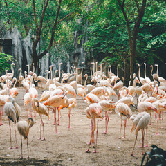 Caribbean flamingo standing in water.