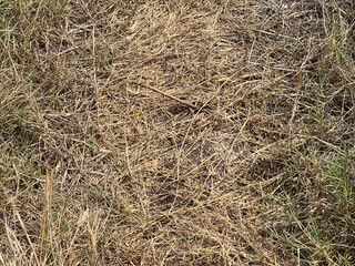 background texture of dry grass