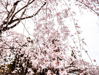 cherry blossom in Kyoto