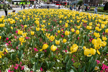 Bright tulips in bloom at Plaza de Federico Moyua with in Bilbao, Basque country, Spain