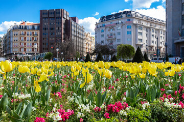 Bright tulips in bloom at Plaza de Federico Moyua with building on background in downtown of...