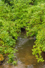 Creek in the forest