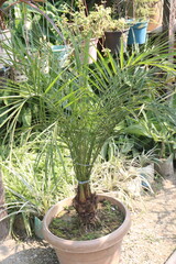 Pygmy date palm on farm