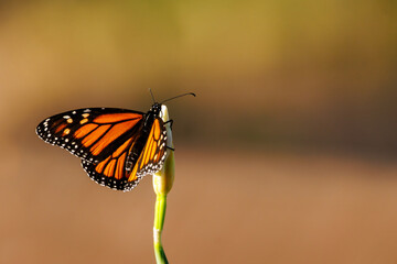 monarch butterfly on a flower