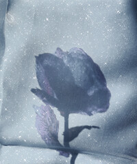 beautiful unusual background, with a silhouette of a transparent rose, a brilliant decorative...