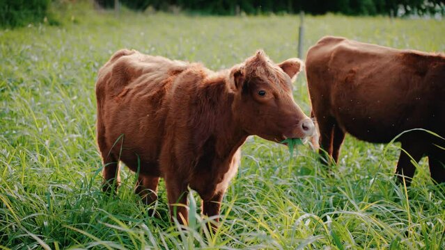 vaca comendo grama em um campo, Shorthorn, Red Poll, 4k em slow motion