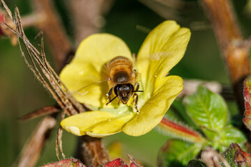 bee on yellow flower