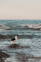 A seagull perched on a large rock amidst the rolling waves of the ocean. The bird stands tall,...