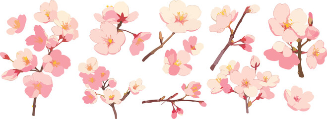 sakura blossom clipart vector for graphic resources	