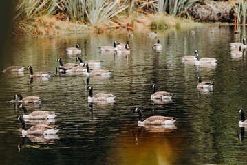A flock of Canadian Geese peacefully floating on the calm surface of a lake. They glide gracefully, creating ripples in the water as they move. The serene scene captures their natural beauty.