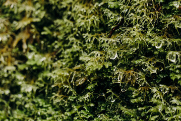 This close-up shot showcases the intricate details of a green moss-covered wall. The dense moss creates a textured surface with varying shades of green as water droplets form from the frost.
