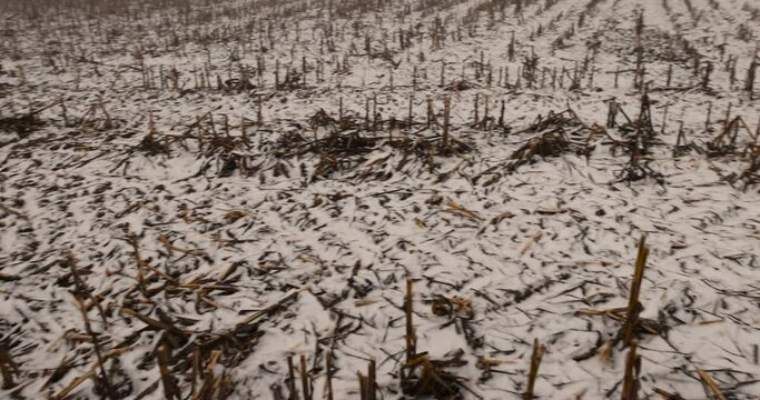 A snow-covered cornfield in winter, corn lies in the snow after harvesting and snowfall
