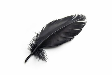 isolated black swan feather on white background delicate avian plumage closeup highcontrast photo